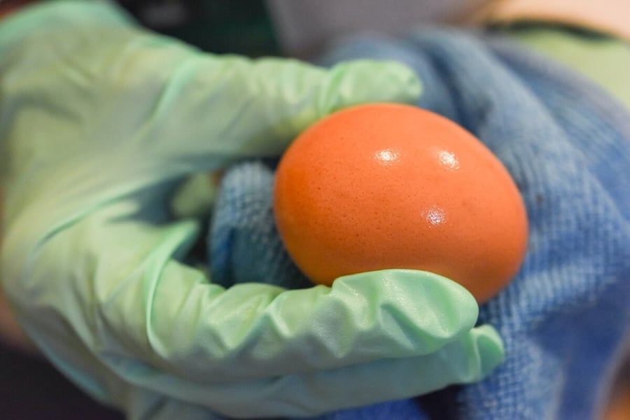 washed-vs-unwashed-eggs